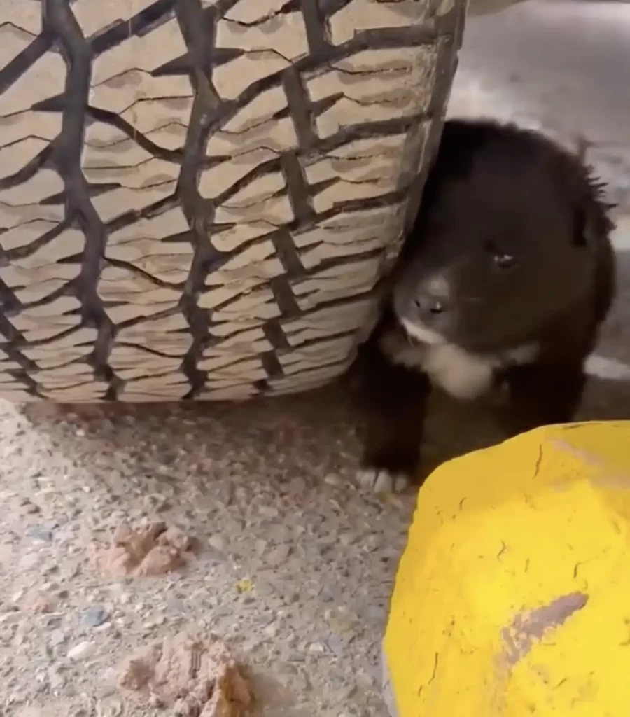 petit ours qui dort dans parking quincaillerie supplie acheteurs ramener maison