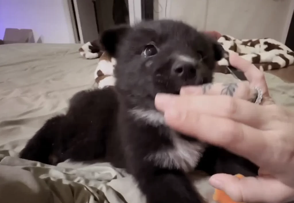 petit ours qui dort dans parking quincaillerie supplie acheteurs ramener maison