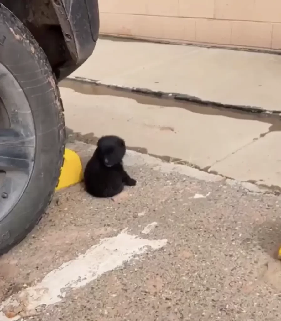 petit ours qui dort dans parking quincaillerie supplie acheteurs ramener maison