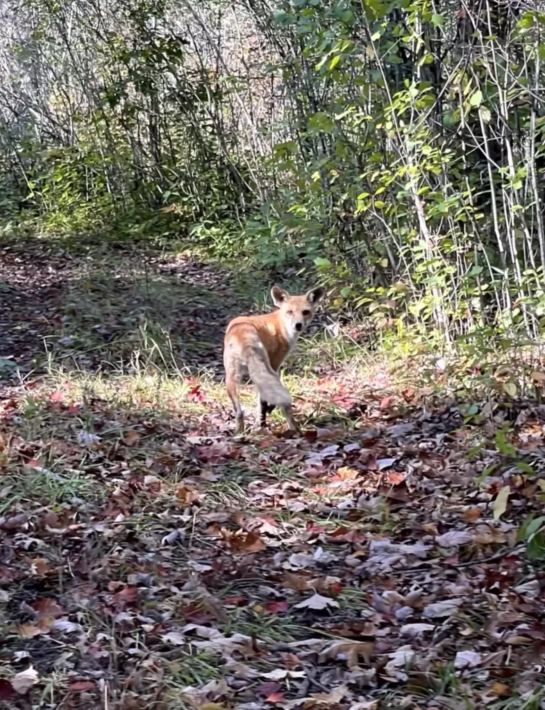 propriétaire passe semaines à essayer d’attraper animal mystérieux sans poils vivant jardin