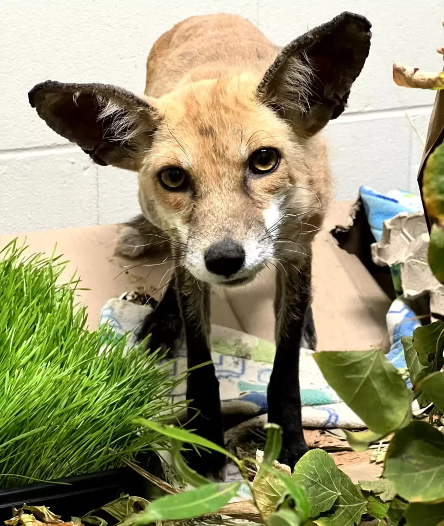 propriétaire passe semaines à essayer d’attraper animal mystérieux sans poils vivant jardin