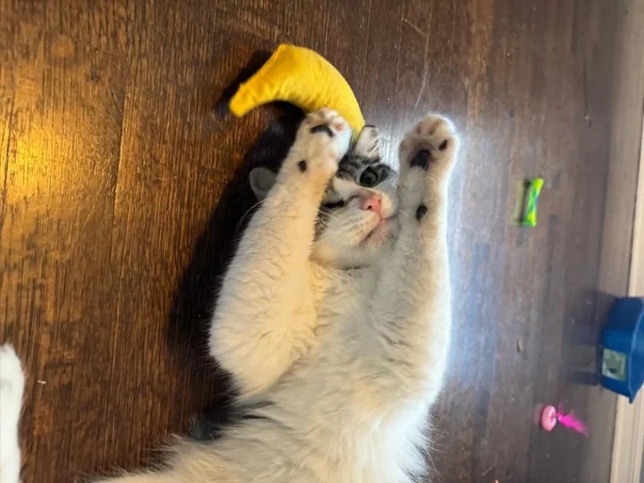 chat a observé personne gentille loin avant trouver courage venir porte changer vie.