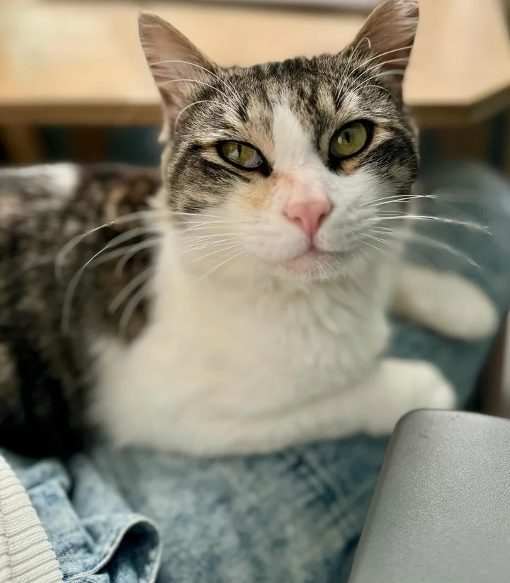 chat a observé personne gentille loin avant trouver courage venir porte changer vie.