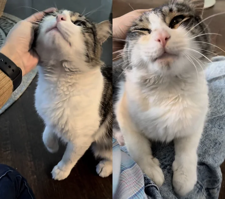 chat a observé personne gentille loin avant trouver courage venir porte changer vie.