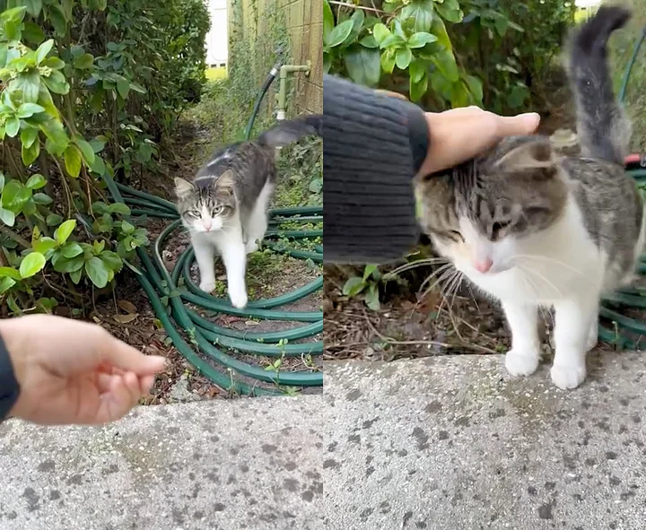 chat a observé personne gentille loin avant trouver courage venir porte changer vie.