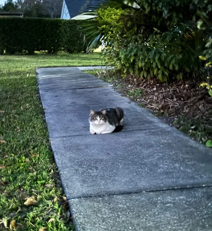 chat a observé personne gentille loin avant trouver courage venir porte changer vie.