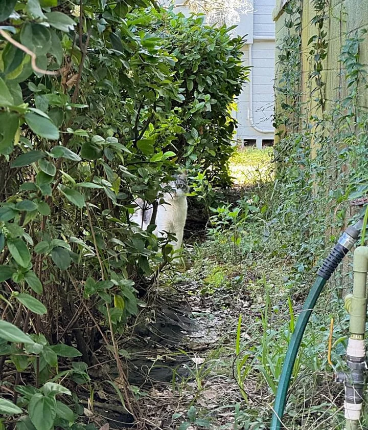 chat a observé personne gentille loin avant trouver courage venir porte changer vie.