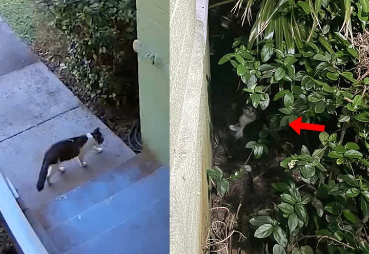 chat a observé personne gentille loin avant trouver courage venir porte changer vie.