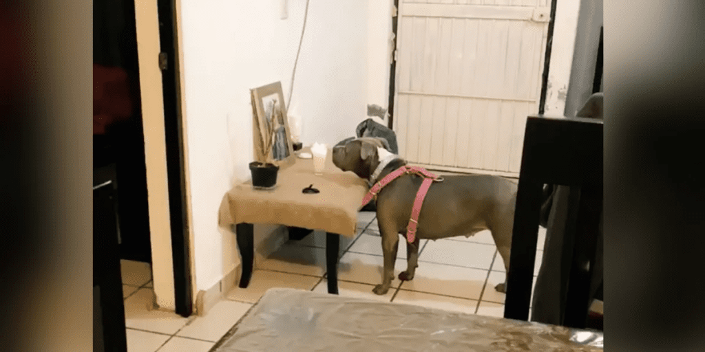 chien cœur brisé n'arrête regarder cette photo quand comprend pourquoi on ne peut arrêter pleurer