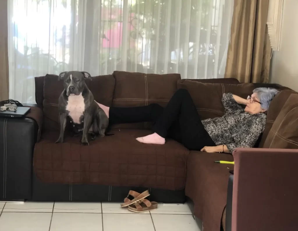 chien cœur brisé n'arrête regarder cette photo quand comprend pourquoi on ne peut arrêter pleurer