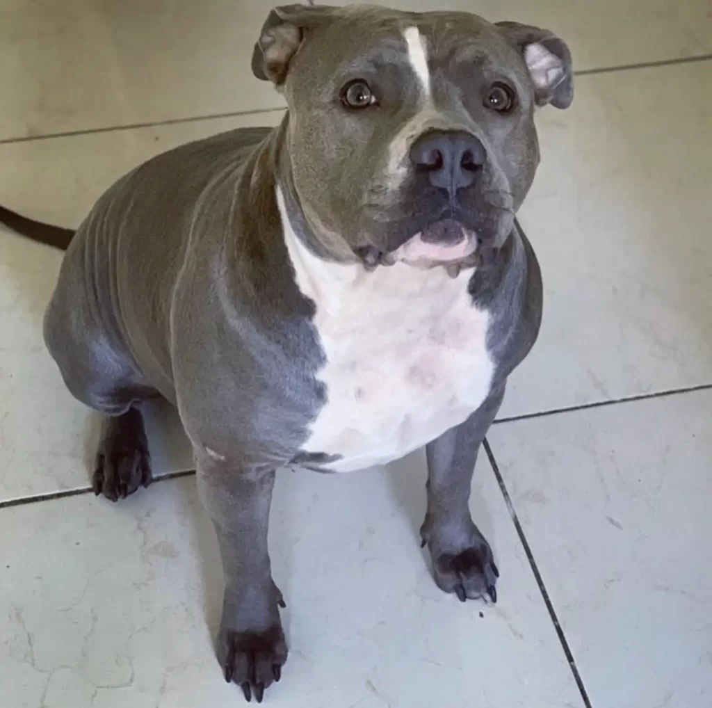 chien cœur brisé n'arrête regarder cette photo quand comprend pourquoi on ne peut arrêter pleurer
