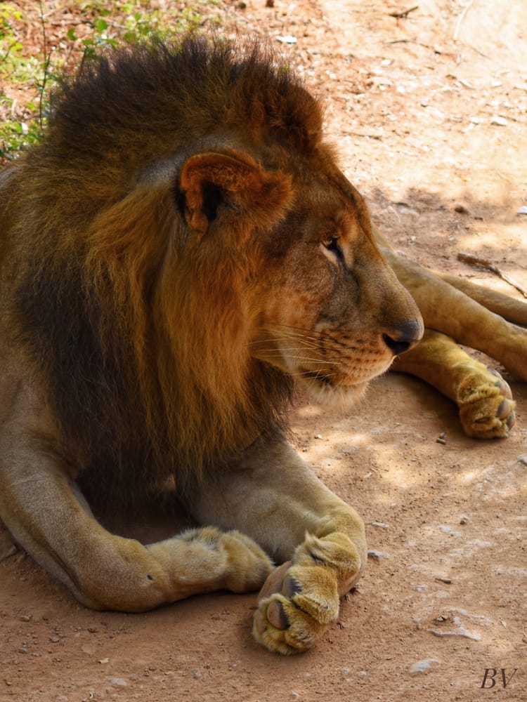 homme ivre s'introduit l'enclos lions prendre selfie est mutilé mort