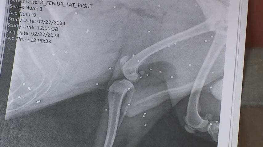 pauvre chien errant a été retrouvé 70 balles fusil chasse corps enquête police