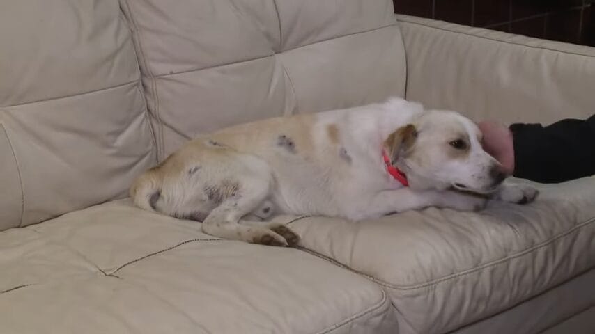 pauvre chien errant a été retrouvé 70 balles fusil chasse corps enquête police