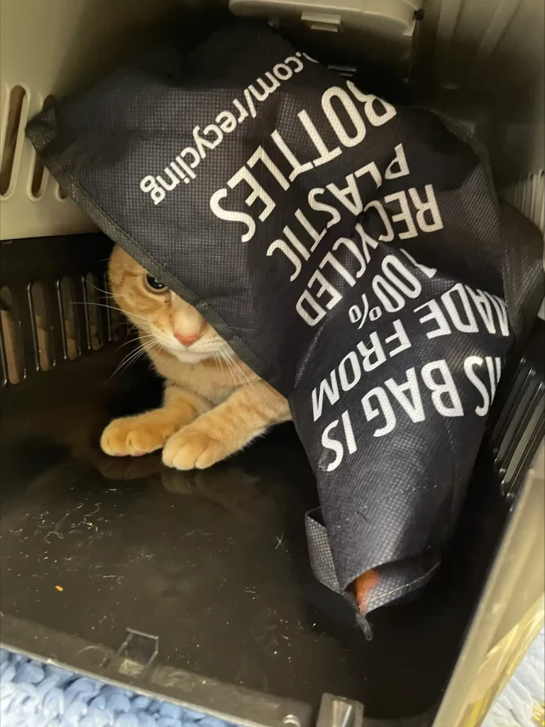 sac transport pour animaux compagnie scotché jeté par-dessus clôture contenait quelqu'un d'adorable