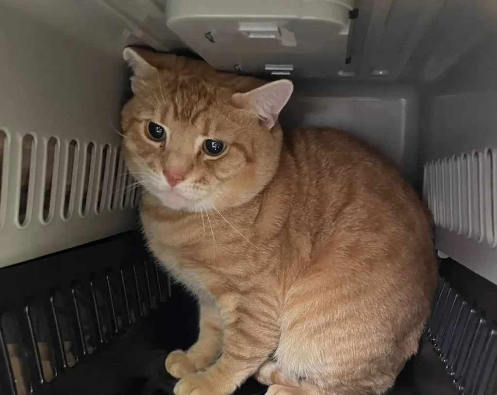 sac transport pour animaux compagnie scotché jeté par-dessus clôture contenait quelqu'un d'adorable