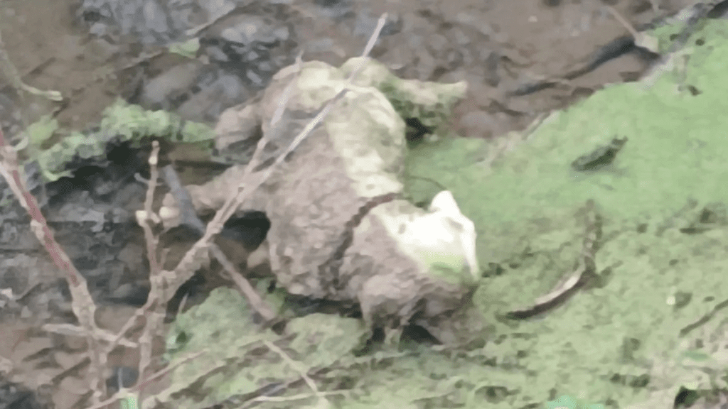 sauveteurs se précipitent sauver chien coincé dans fossé découvrent qui se passe réellement